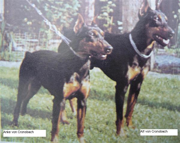 ALF vom Cronsbach | German Pinscher 
