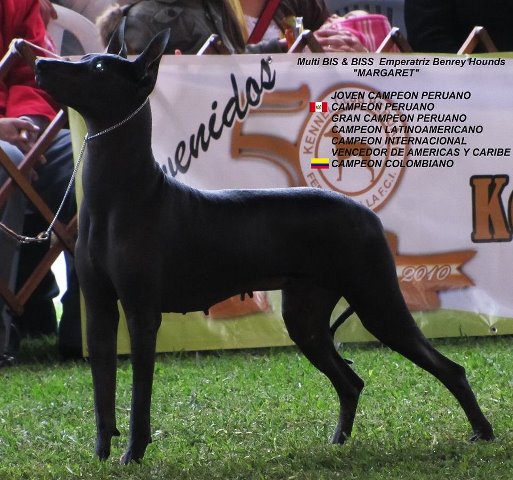 Emperatriz Benrey Hounds | Peruvian Inca Orchid 