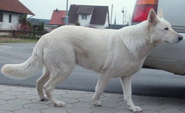 Sally | White Swiss Shepherd Dog 