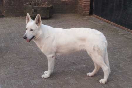 Erijane's Ghadiesha | White Swiss Shepherd Dog 