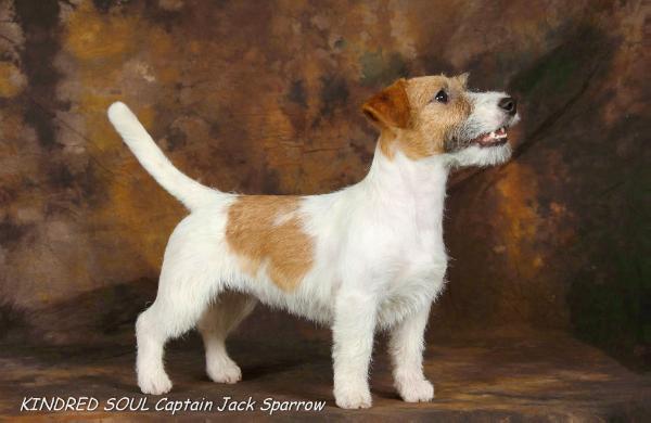 Kindred Soul Captain Jack Sparrow | Jack Russell Terrier 