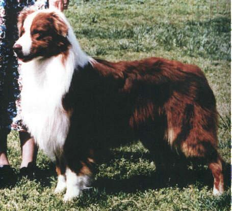 Summertime Shakn Up Ramblewood | Australian Shepherd 