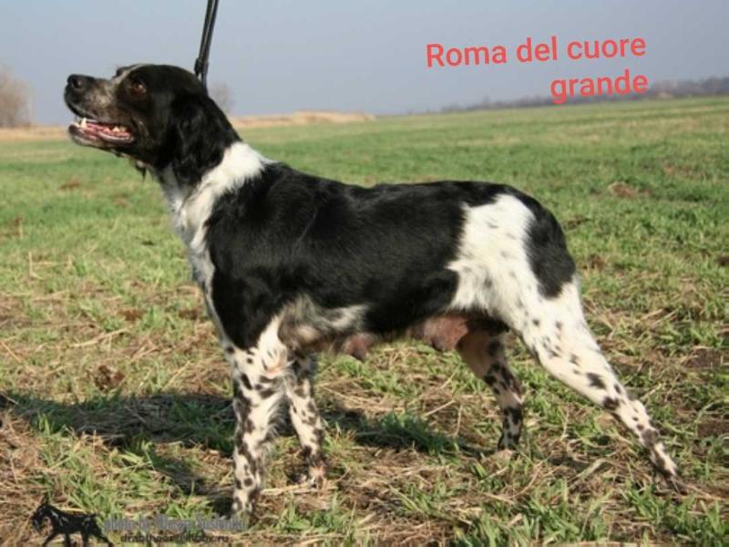 ROMA del cuore grande | Brittany 