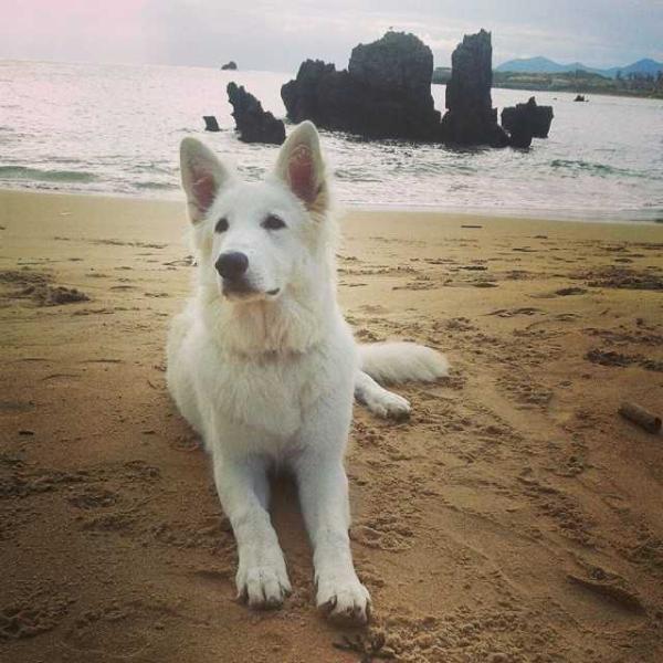 Yina de Real cerro de los Angeles | White Swiss Shepherd Dog 