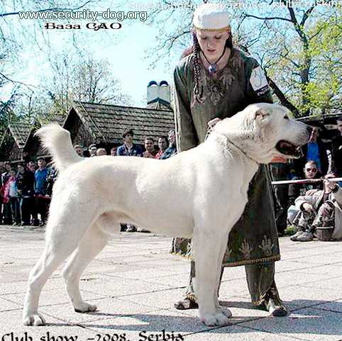 Gray West Lubim | Central Asian Shepherd Dog 