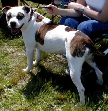 Laura's Panda Bear | American Bulldog 