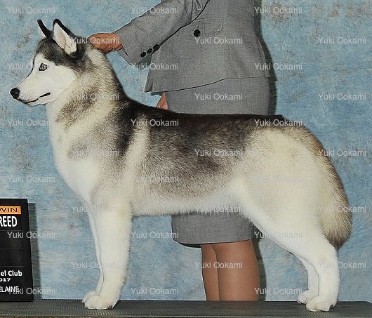 Yuki Ookami’s Elsa Galena Crk | Siberian Husky 