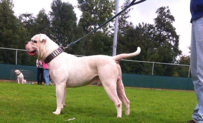 Darkenwalds Heros Jr. | American Bulldog 