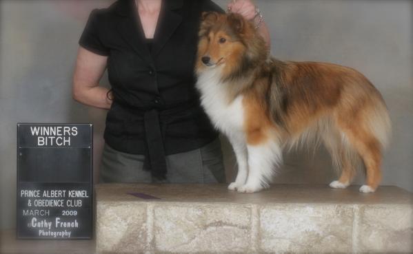 CanyonView Private Dancer | Shetland Sheepdog 