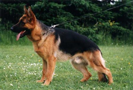 Hulk vom Westernholz | German Shepherd Dog 