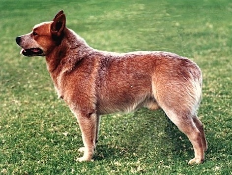 Adavale Red Chief | Australian Cattle Dog 