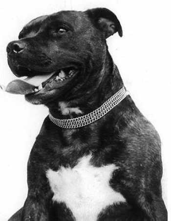 Linksbury Mairi | Staffordshire Bull Terrier 