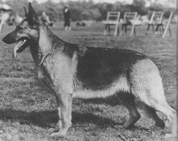 Sandra v Beckgold | German Shepherd Dog 