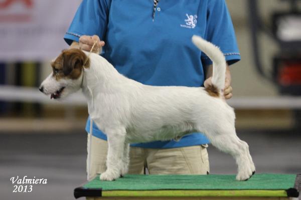 Goldsand´s Marco Polo | Jack Russell Terrier 