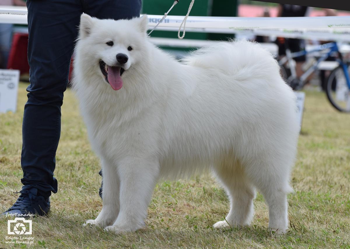 NABU Powiew Pólnocy | Samoyed 