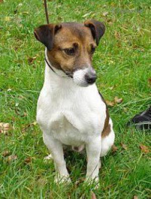 Jerry-Lee Z Valerianu Tami | Jack Russell Terrier 