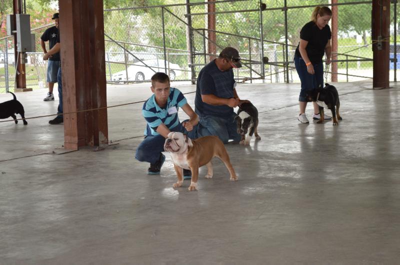 Texas Pride's Zeus | Olde English Bulldogge 