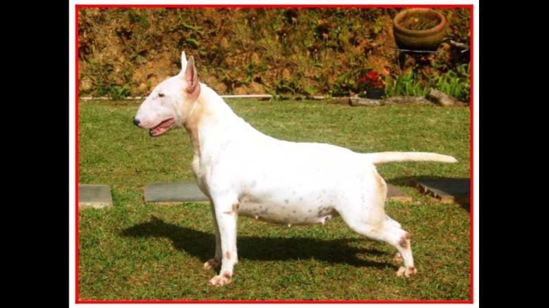 Bullema Superstition | Bull Terrier 