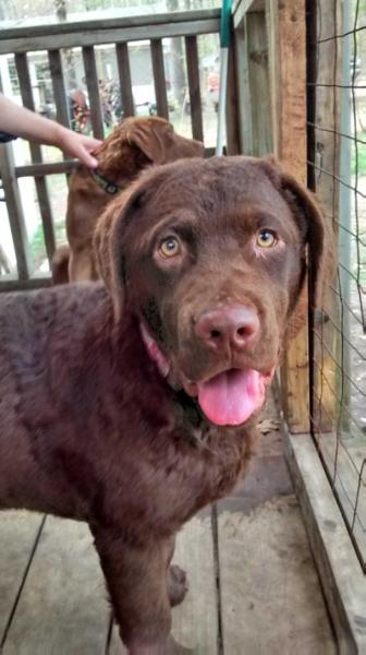 AZIZA'S TENNESSEE RIVER ANGEL WITH A SHOTGUN | Chesapeake Bay Retriever 