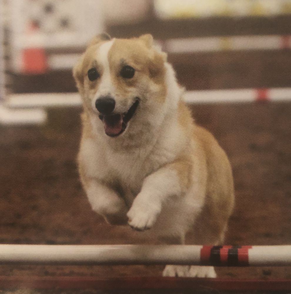 Sippiwisset Drunken Sailor | Pembroke Welsh Corgi 