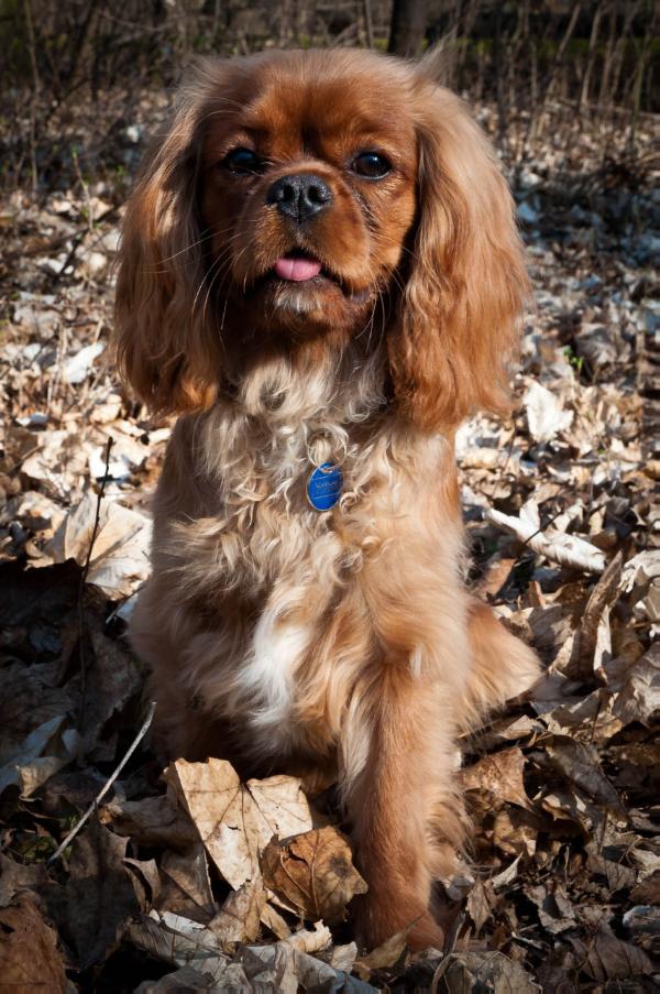 Aischa Ginett z Usedlosti Újezdec | Cavalier King Charles Spaniel 