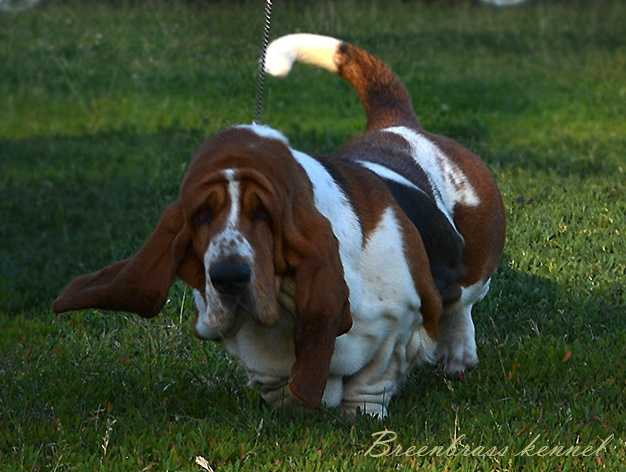 Paulina Di Lago Ombroso | Basset Hound 