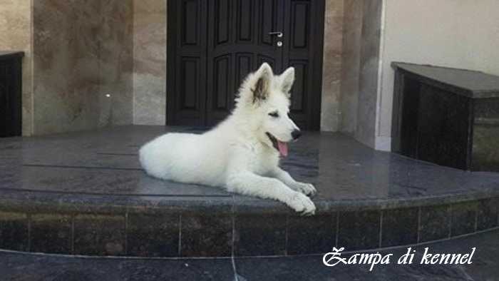 Zampa di Inan Ukumari | White Swiss Shepherd Dog 