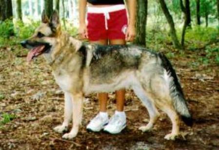 Zille vom Oberhausener-Kreuz | German Shepherd Dog 
