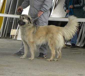 Azra od Culibrka | Yugoslavian Shepherd Dog-Sarplaninac 