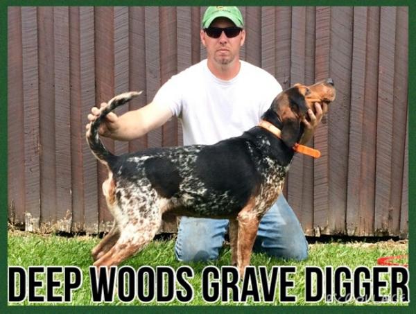 Deep Woods Grave Digger | American English Coonhound 