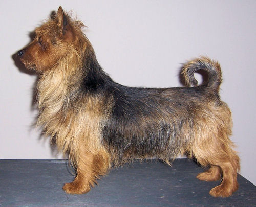 Ayashee aarkas – eden | Australian Terrier 