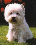 Rishtte Conrad By Ashgate | West Highland White Terrier 