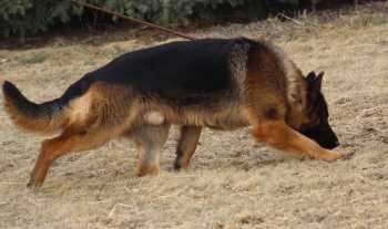 Amaris vom Altenberger Land | German Shepherd Dog 