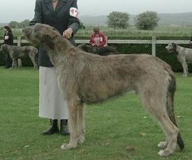 Kellyhide's Ambrosius | Irish Wolfhound 