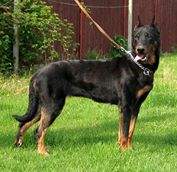 Draga Horla Slovakia | Beauceron 