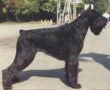 Felisa-Raosh | Giant Schnauzer 