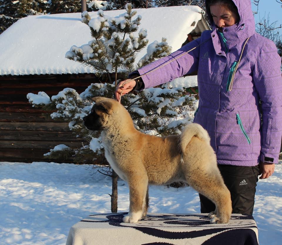 Vivalottara Spice Girl | Akita 