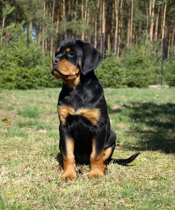 Mina vom Hause Edelstein | Rottweiler 