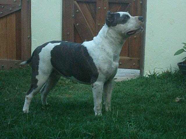 Brisa do Alto de Itapoan | American Staffordshire Terrier 