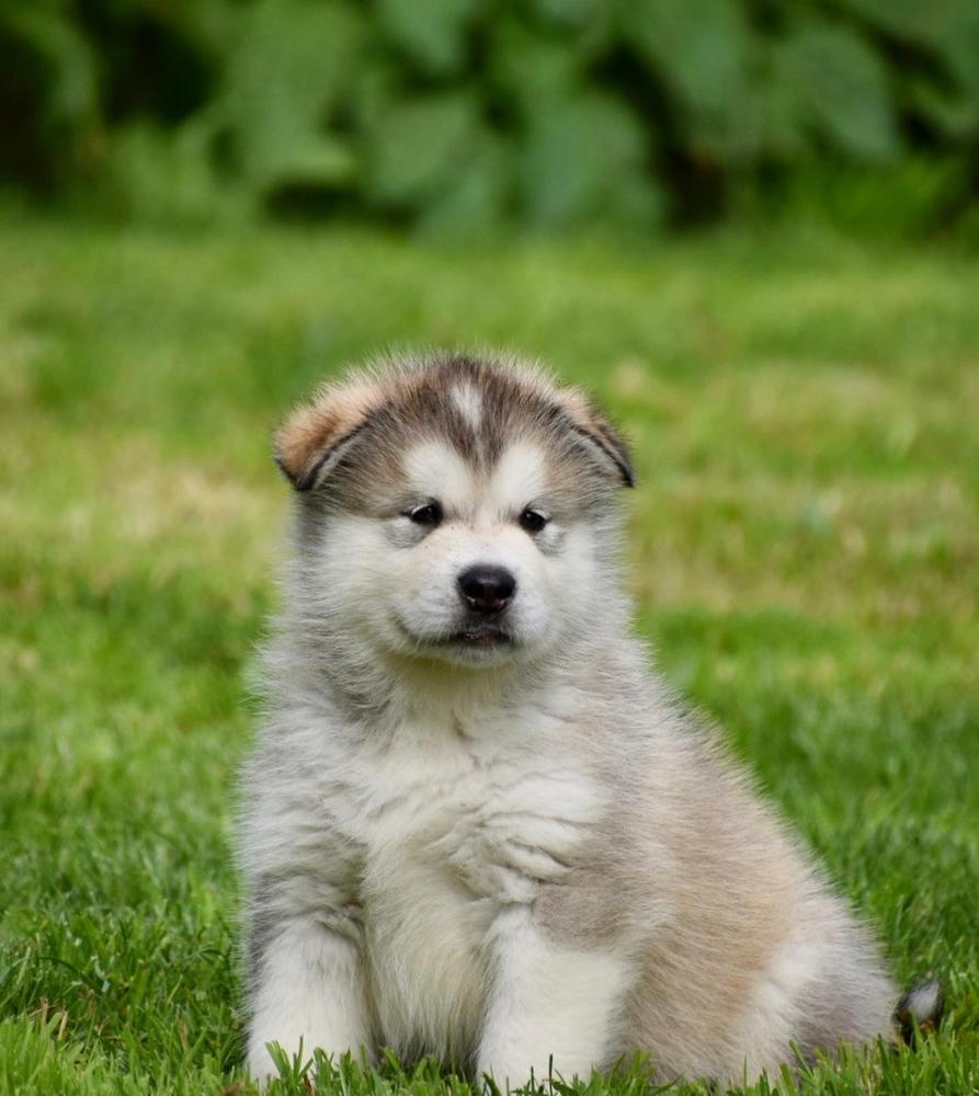 TALISMAN Zhowerli | Alaskan Malamute 