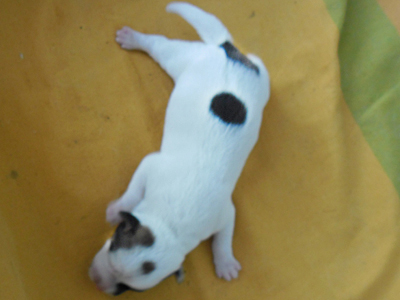 Color Artic White | Jack Russell Terrier 