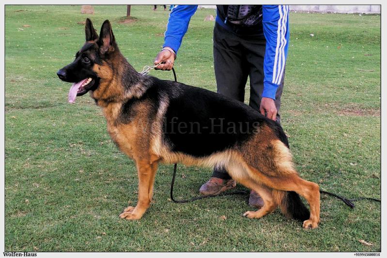 Ramhoban's Forest Girl | German Shepherd Dog 