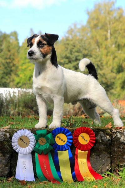 Avatar | Jack Russell Terrier 