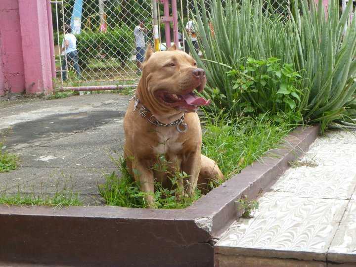 tyson of platinum | American Pit Bull Terrier 