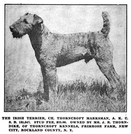 Thorncroft Marksman | Irish Terrier 