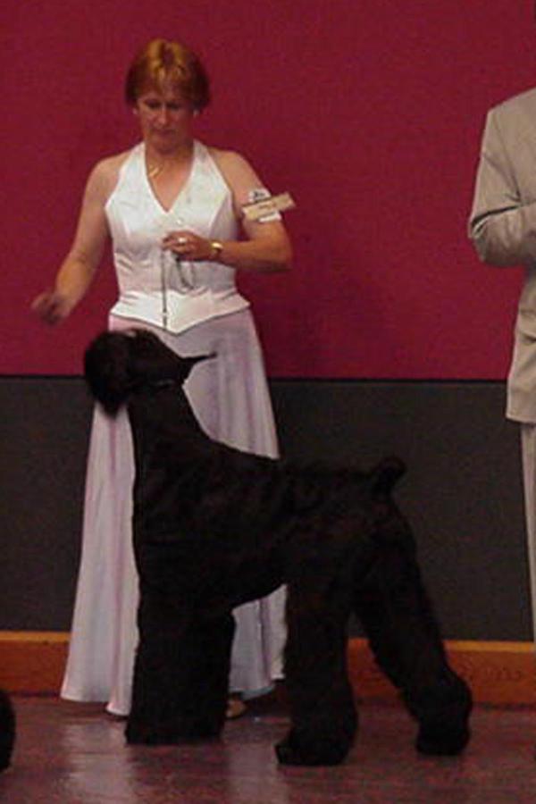 Skansen's Tartuffe | Giant Schnauzer 