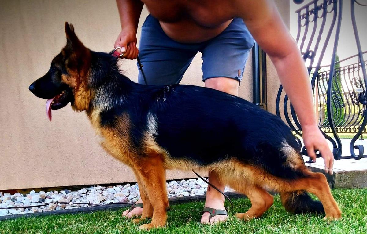 GAMBA Artro Hals | German Shepherd Dog 