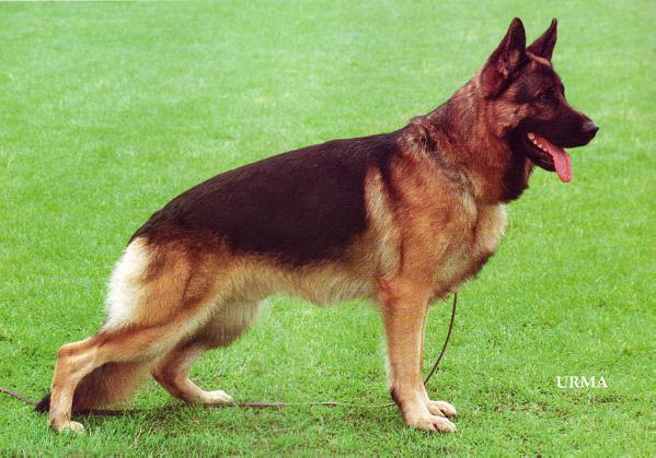 Quai zu den sieben Burgen | German Shepherd Dog 