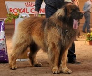 Bugsy Roy Arcondia | Leonberger 