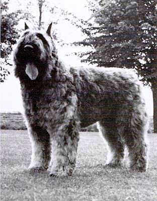 Grenda Jannette v.d. Rozenheerd | Bouvier des Flandres 